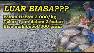 Luar Biasa! Pakan Rp 3.000,-/kg Waktu 3 bulan rata-rata 300 gram?? No Hoax