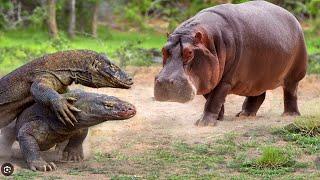 Amazing animals show and Hippo Make Funny animals at the Zoo