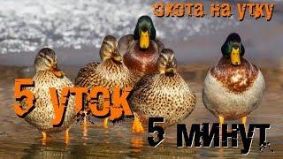 Охота на утку с духовым манком. 5 уток за 5 минут