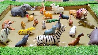 Discovering Farm Animals Fun and Safari Wildlife Adventure for Toddlers