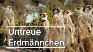 Wie bestrafen Erdmännchen Seitensprünge? | Terra Mater Wissen