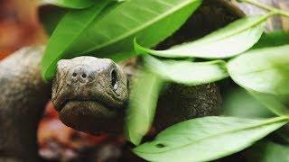 Spy Tortoise Adopted by Chimpanzee | Spy in The Wild | BBC Earth