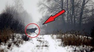 What scientists discovered in the CHERNOBYL FOREST shocked the whole world!