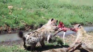 Fierce Fridays: Bake a hyena evil cake w dead meat kill count! *wild hyena laugh hyenas eating prey