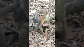 Cute baby monkey #monkey #trending #animals #monkeymonkey #viralvideo #nature