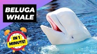 Beluga Whale  One Of The Most Beautiful Sea Creatures | 1 Minute Animals