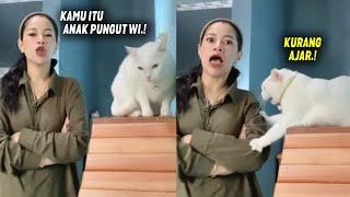 GALAK TAPI GEMES.! Kucing Owi Marah-marah, Dikatain Anak Pungut Sama Majikan! Kucing Lucu Ngakak