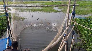 মাছ ধরা দেখে মাথা নষ্ট || togor Fishing