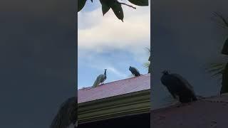 peacocks on my roof