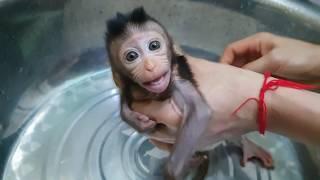 Super Crying Loudly Baby Monkey Lori While Take A Bath