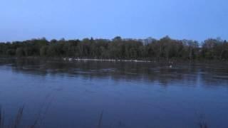 Swans on the Red River 1