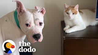 Wild Cat Gets A Pittie Sister Who Can Keep Up With Him | The Dodo Odd Couples
