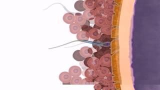 General Embryology - Detailed Animation On Fertilization