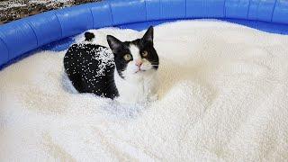 Pool of Bean Bag Filling. Cat's Reaction