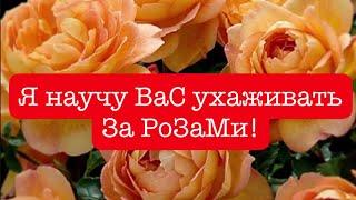 РОЗЫ  СДЕЛАЙТЕ ЭТО СРОЧНО ОБРЕЗАТЬ, СТЕБЛЕВОЙ РАК РОЗ, ДО ЦВЕТЕНИЯ. ПОСАДКА РОЗ В ГОРШОК!