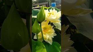 ️ AMAZING YELLOW PEONY ️ #nature #flowers #lotus #shortsvideo