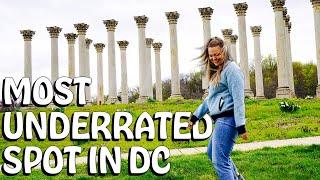 US NATIONAL ARBORETUM  DC - HIROSHIMA BONSAI, CAPITOL COLUMNS, STATE TREES (a tree-mendous time)