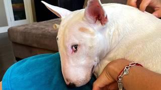 This Hilarious Bull Terrier Proves Everyone Wrong About His Breed