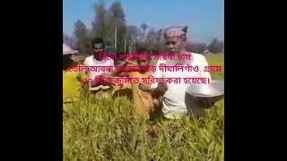 রিলে পদ্ধতিতে সরিষা চাষ ও রাসায়নিক সার ব্যবহারের মাত্রা #farmingmethod #agriculturalsystem #সরিষা