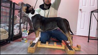 How to train your dog to stack + Show tips