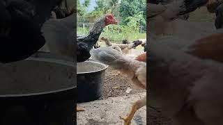 Everyday chickens feeding 18 #chicken #chickenfeeding #cookedfood #ayam #duckfeed #cookedrice #broil