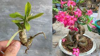 Plumeria will produce 500 flowers when propagated this way from the start