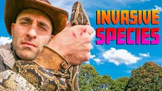 Invasive Species FOUND in America! - Murder Hornet, Burmese Python, Tegu and More!