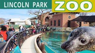 Chicago's Lincoln Park Zoo Opening Weekend in 4K.