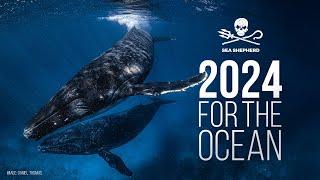 2024: A Massive Year for the Ocean | Sea Shepherd Australia