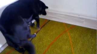 dog scared of wooden cat: part 2