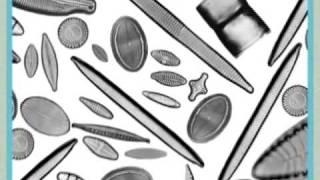 Diatoms.  Part 3:  Observation of diatoms