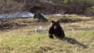 Нападение медведя - 13 июня 2019 г. Как тут не стать суеверным?!
