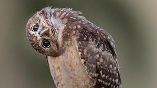 owl A Funny owls and Cute  owls compilation || New