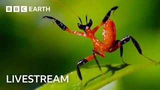  LIVE: One Hour of Amazing Insect Moments | BBC Earth