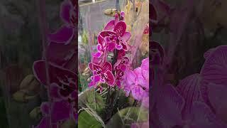 Лондон. Маркет цветов.  Орхидеи. Выбор. Покупка.London. Flower Market. Orchids. Selection. Purchase.