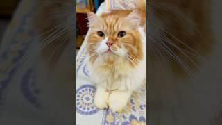 billu se panga nhi lene ka #cat #catvideo #catcomedy #viralcat #cats