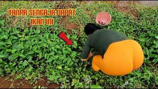 COOKING OUTDOOR || TANGKAP IKAN DI SAWAH LANGSUNG DI MASAK DI ALAM