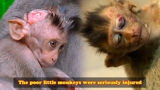 Daily life of wild monkey family. The poor little monkeys were seriously injured