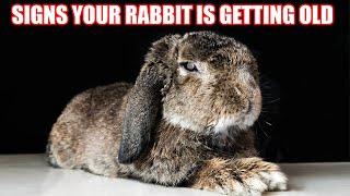 8 SIGNS YOUR RABBIT IS GETTING OLD