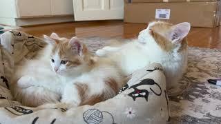 Living With Turkish Van Cats #21