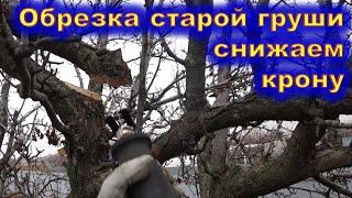 Обрезка старой груши со снижением кроны