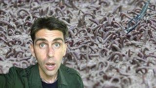 MILLIONS OF WORMS... AND A SCORPION GETS INSIDE MY BAG...