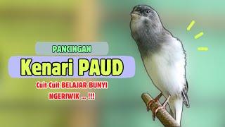 Cuit Cuit BUNYI !! Suara PANCINGAN Kenari PAUD Belajar BUNYI Ngeriwik || MASTERAN Kenari PAUD #284