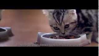 Whiskas Ceramic Bowls For Your Little Big Cat