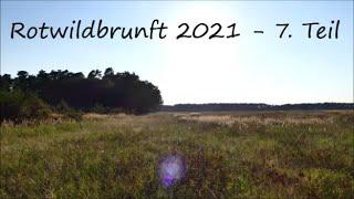 Rotwildbrunft 2021 - 7.  Teil  Auf der Flucht