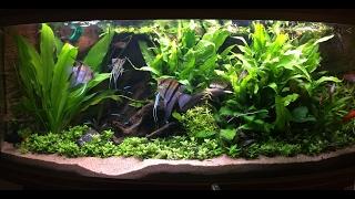 Non Co2 Low Tech Heavily Planted Tank