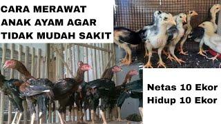 CARA MERAWAT ANAK AYAM AGAR TIDAK MUDAH SAKIT DAN MATI