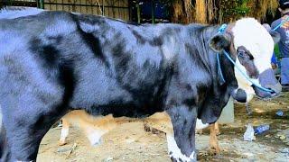 12 juta !! Belgian Blue Calon Kontes Harga Murah Nyasar disini !! Pasar Sapi Tuban