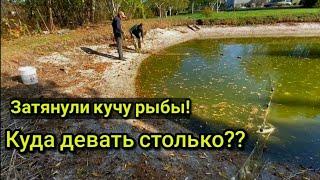 Отлов рыбы в собственном пруду. Рыбалка сетью. Рыбалка.