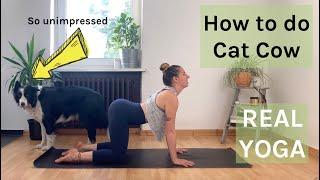 How to do Cat Cow Pose | REAL YOGA